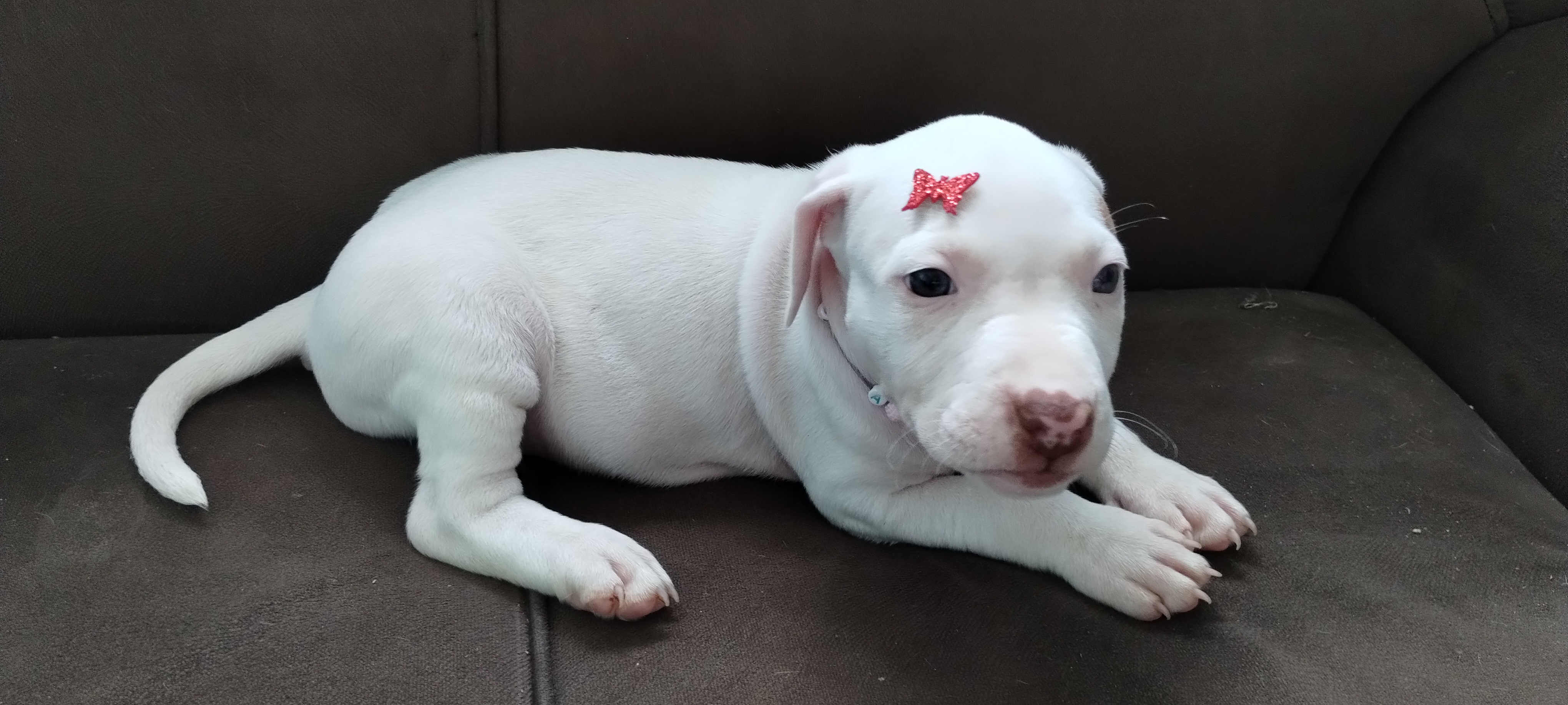 Portal Vendocão Pitbull fêmea  Apucarana 