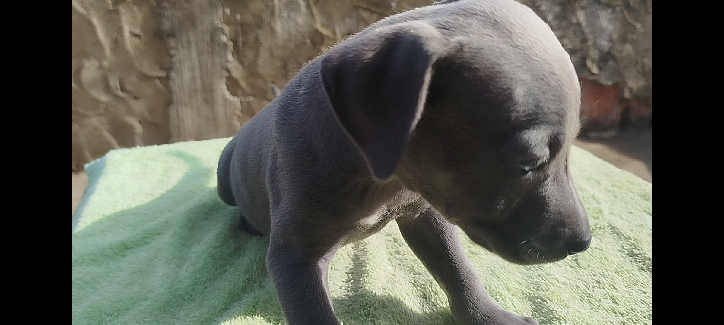 Filhotes Pitbull  - Foto 3