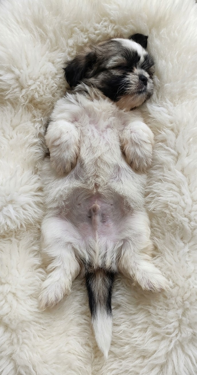 Filhote Shih Tzu macho - Foto 3