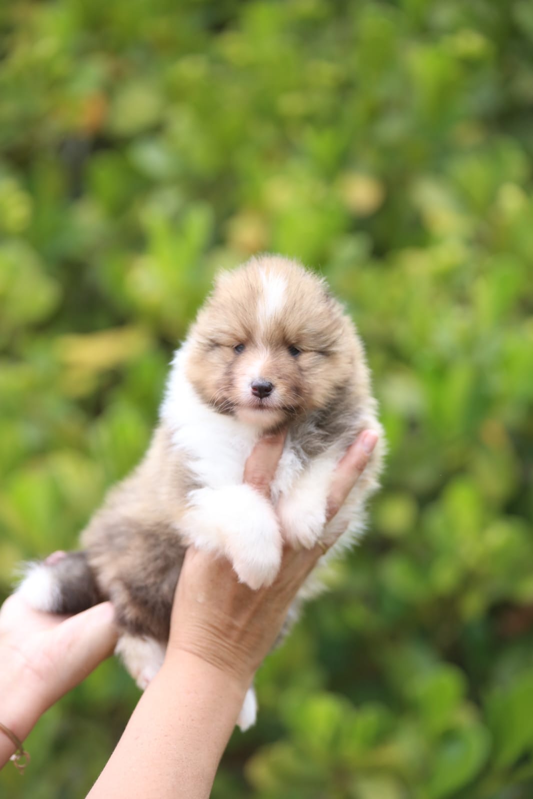 Portal Vendocão Filhote de Pastor de Shetland (shelties) Rio de Janeiro