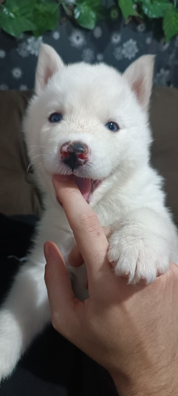 Portal Vendocão Filhotes de Husky Siberiano Cascavel