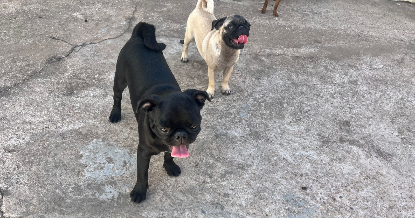 CASAL DE PUG - Foto 2