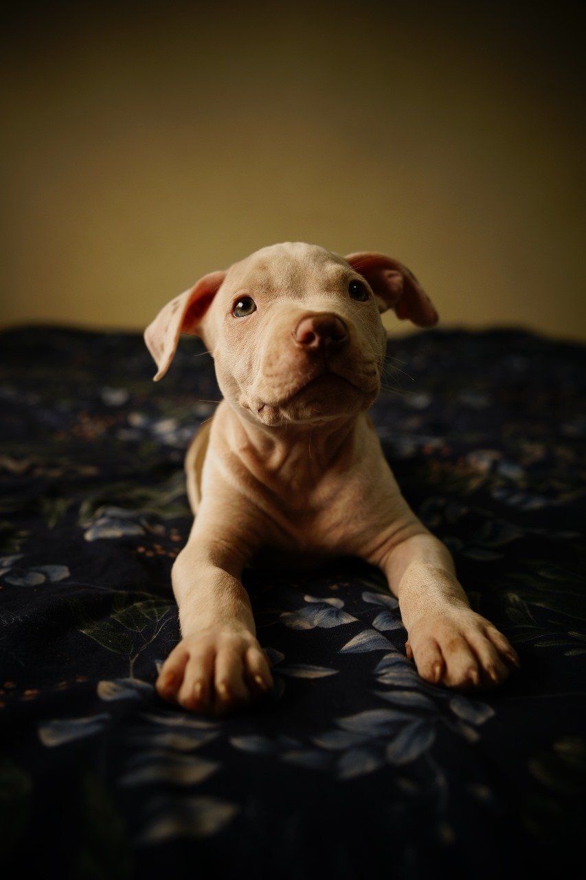 Filhotes Pitbulls - Foto 4