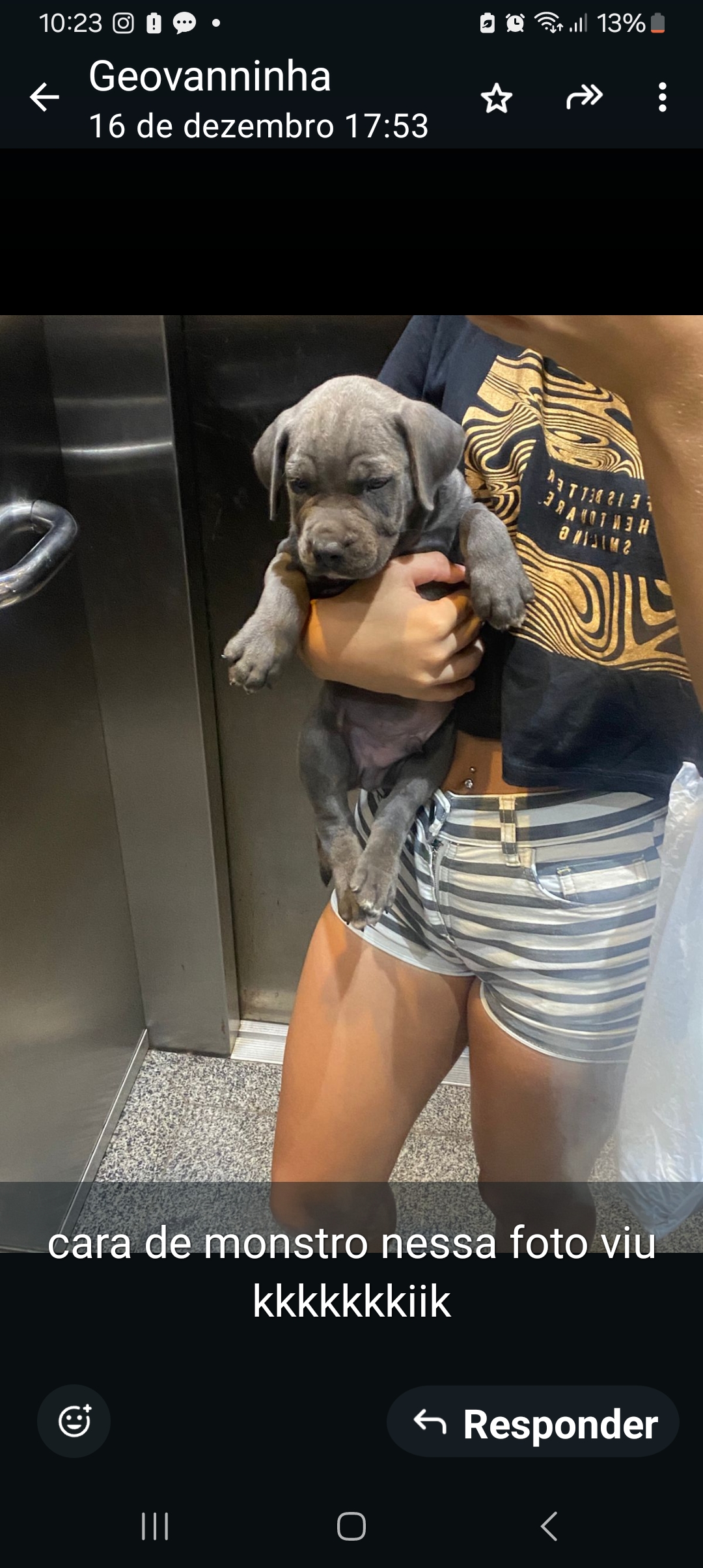 Portal Vendocão Filhote Pit bull sinistro..esse é top Aracaju