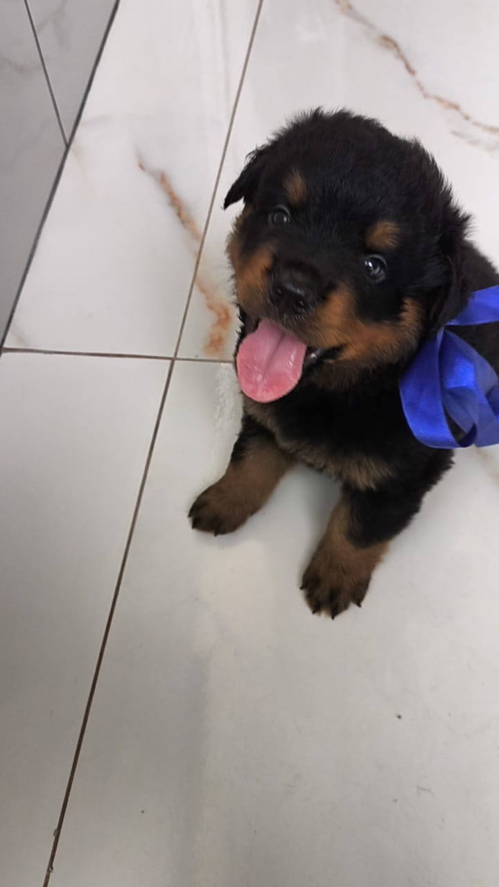 Portal Vendocão Venda rottweiler  Belford Roxo 