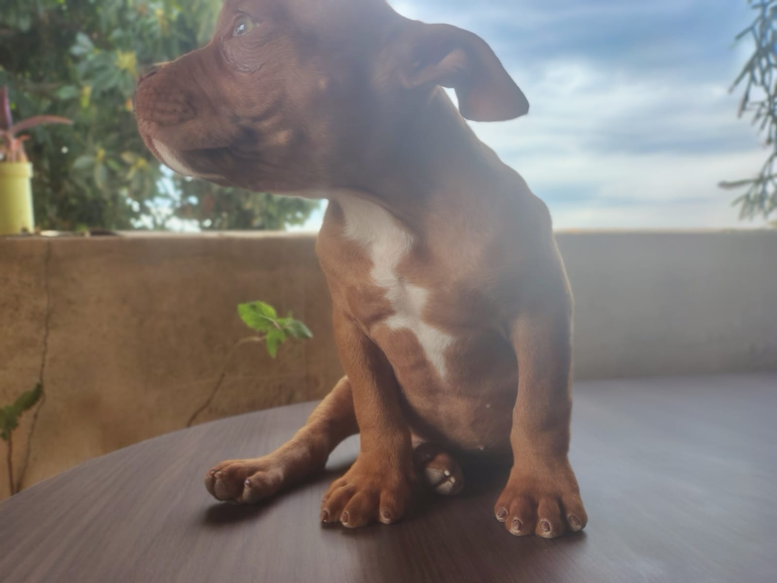 Filhotes Excepcionais a Pronta Entrega com Pedigree American Bully Micro . - Foto 3