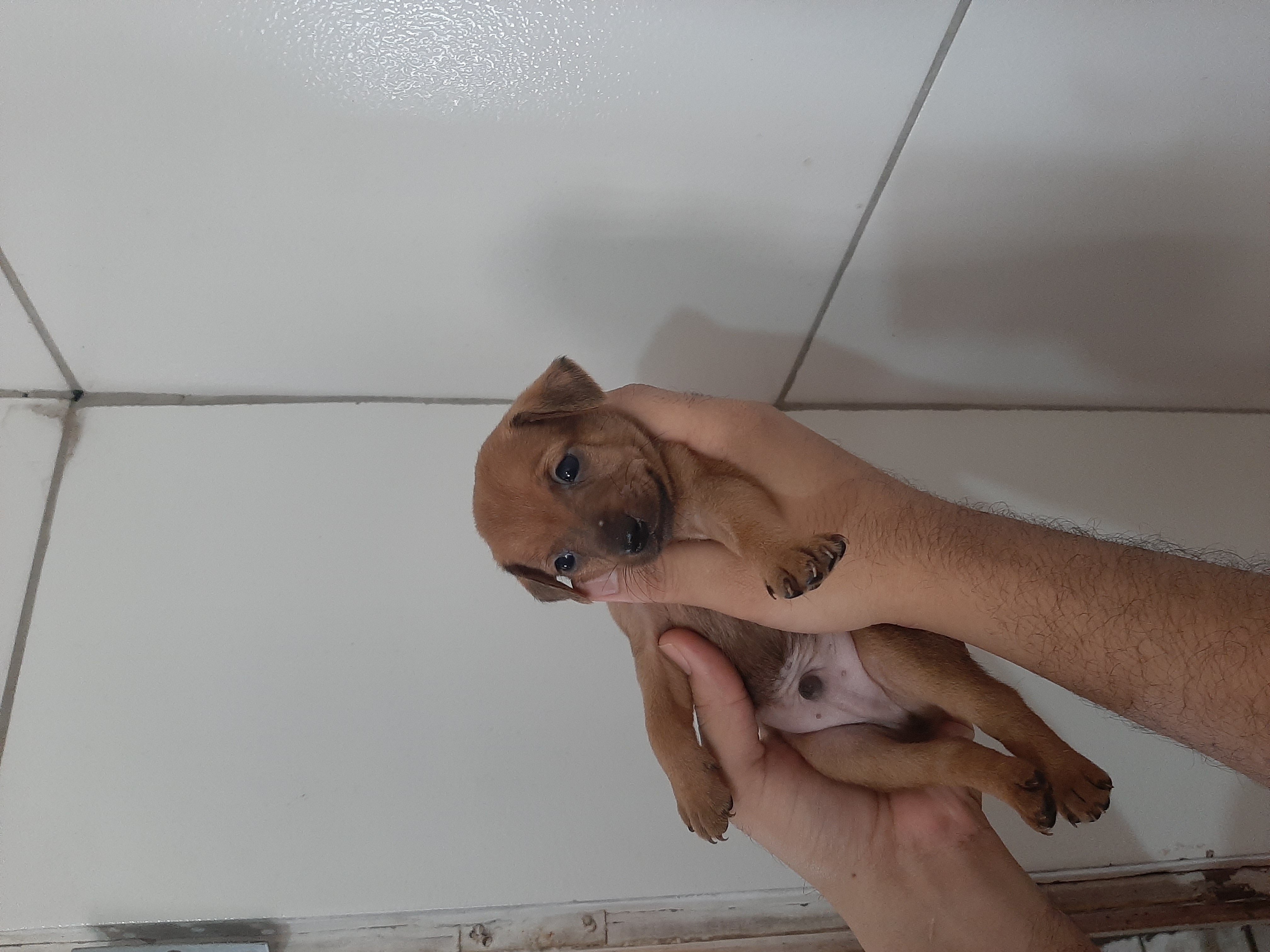 Portal Vendocão Filhote de Pinscher miniatura N°2  Natal