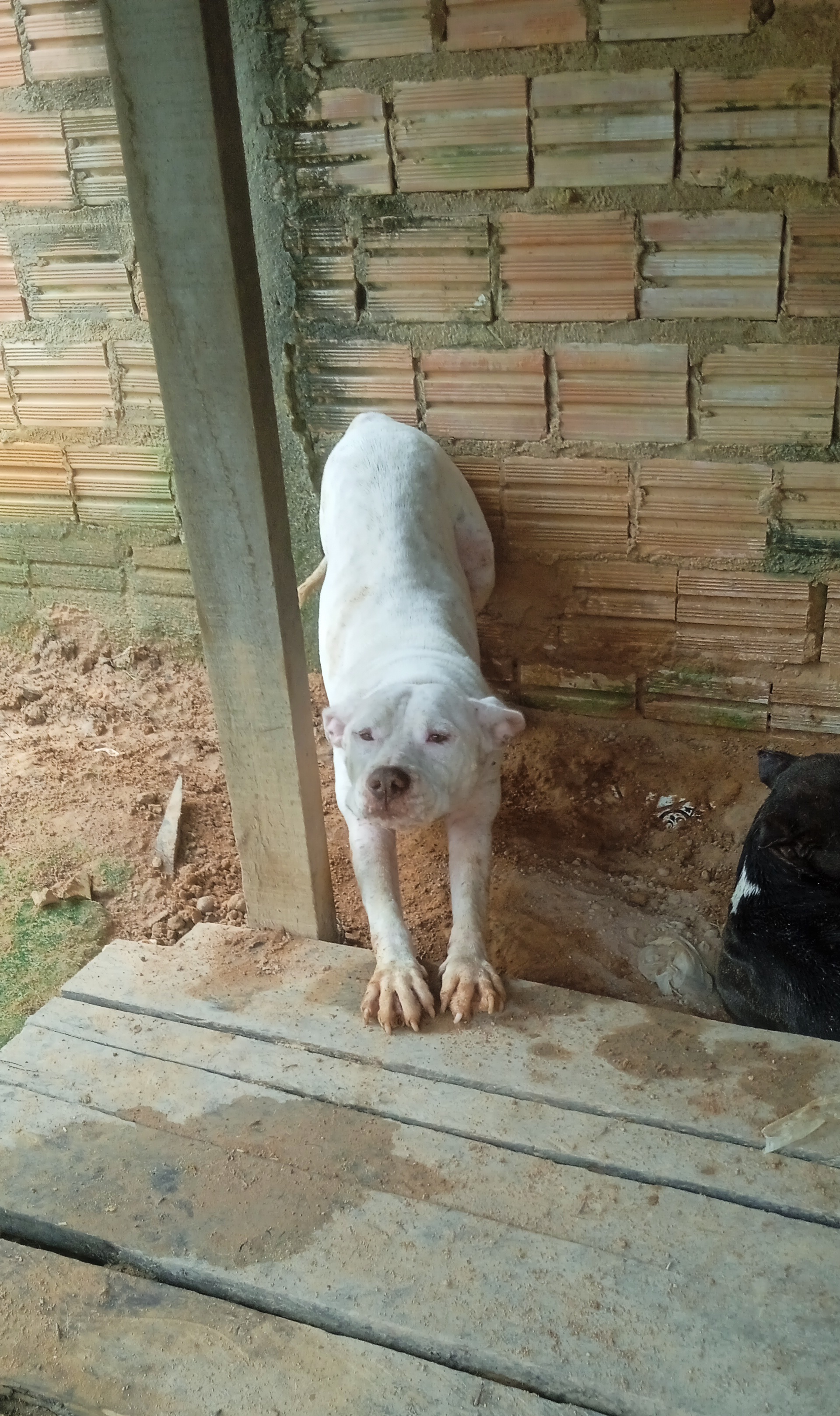 Portal Vendocão Vendo pitbull Boa Vista