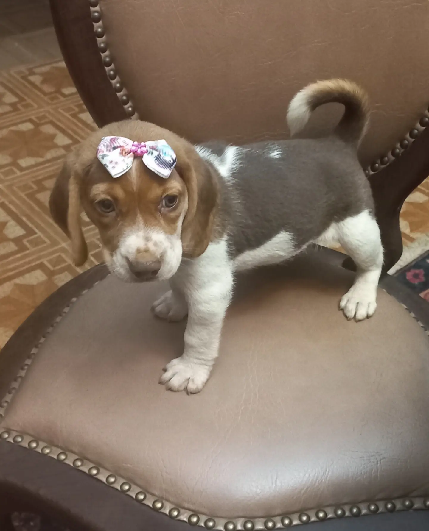 Portal Vendocão Filhotes beagles tricolores e bicolores  Cotia