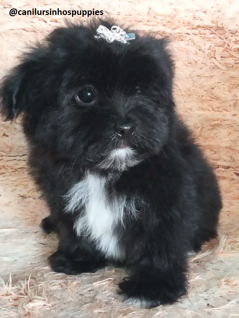 Portal Vendocão lhasa apso garanta hoje seu bebe #canilursinhospuppies  americana