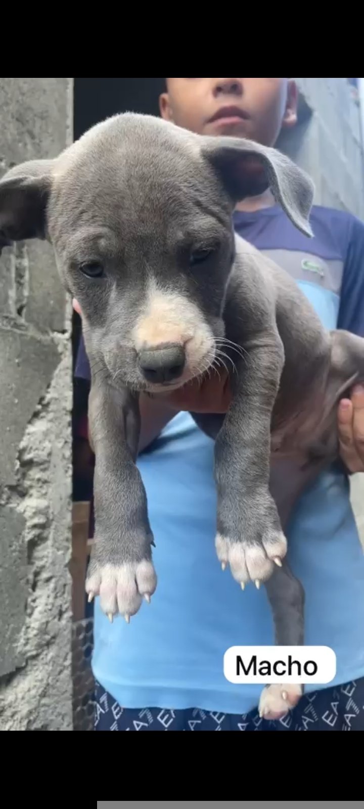 American Pit Bull Terrier
