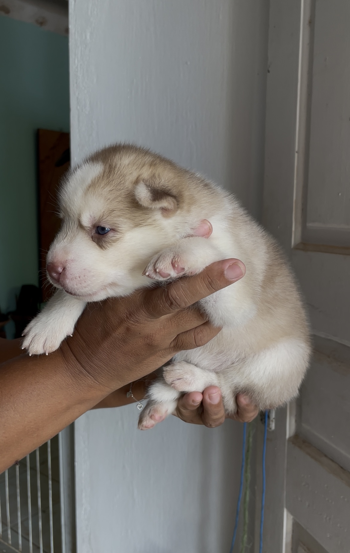 Portal Vendocão Filhote Husky siberiano  João Pessoa