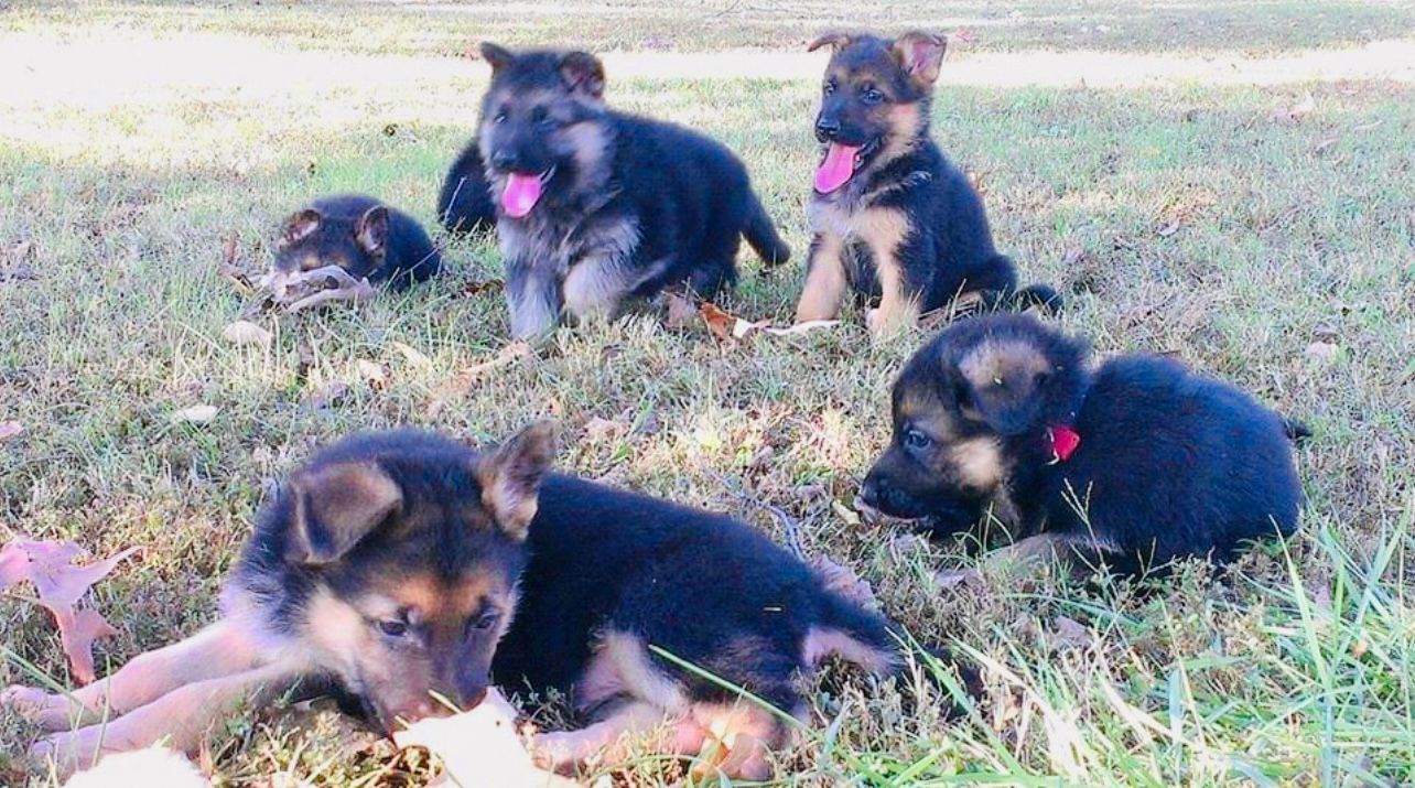 Portal Vendocão Vendo lindos filhotes de pastor Alemão capa preta  Cuiabá 