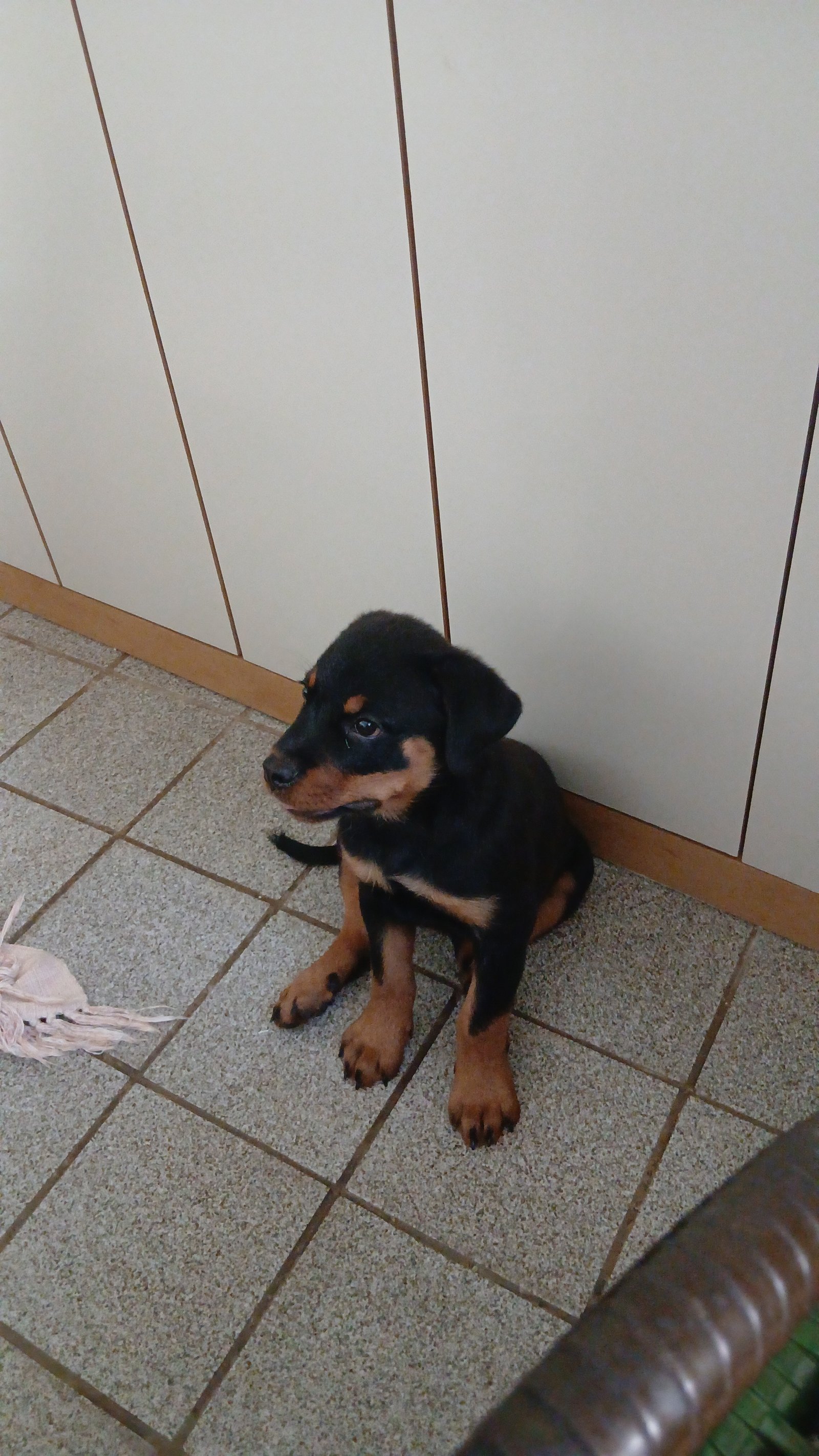 Rottweiler  - Foto 1