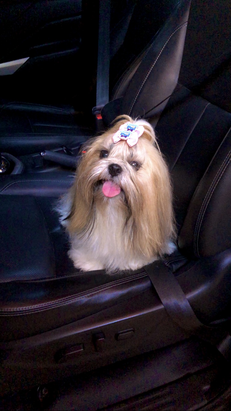 Portal Vendocão Shihtzu macho  Fortaleza 