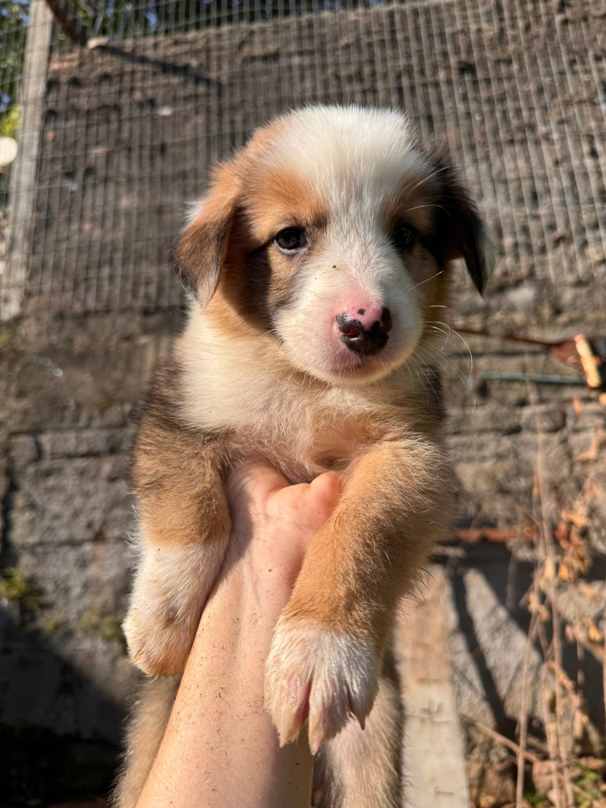 Filhotes border collie puros