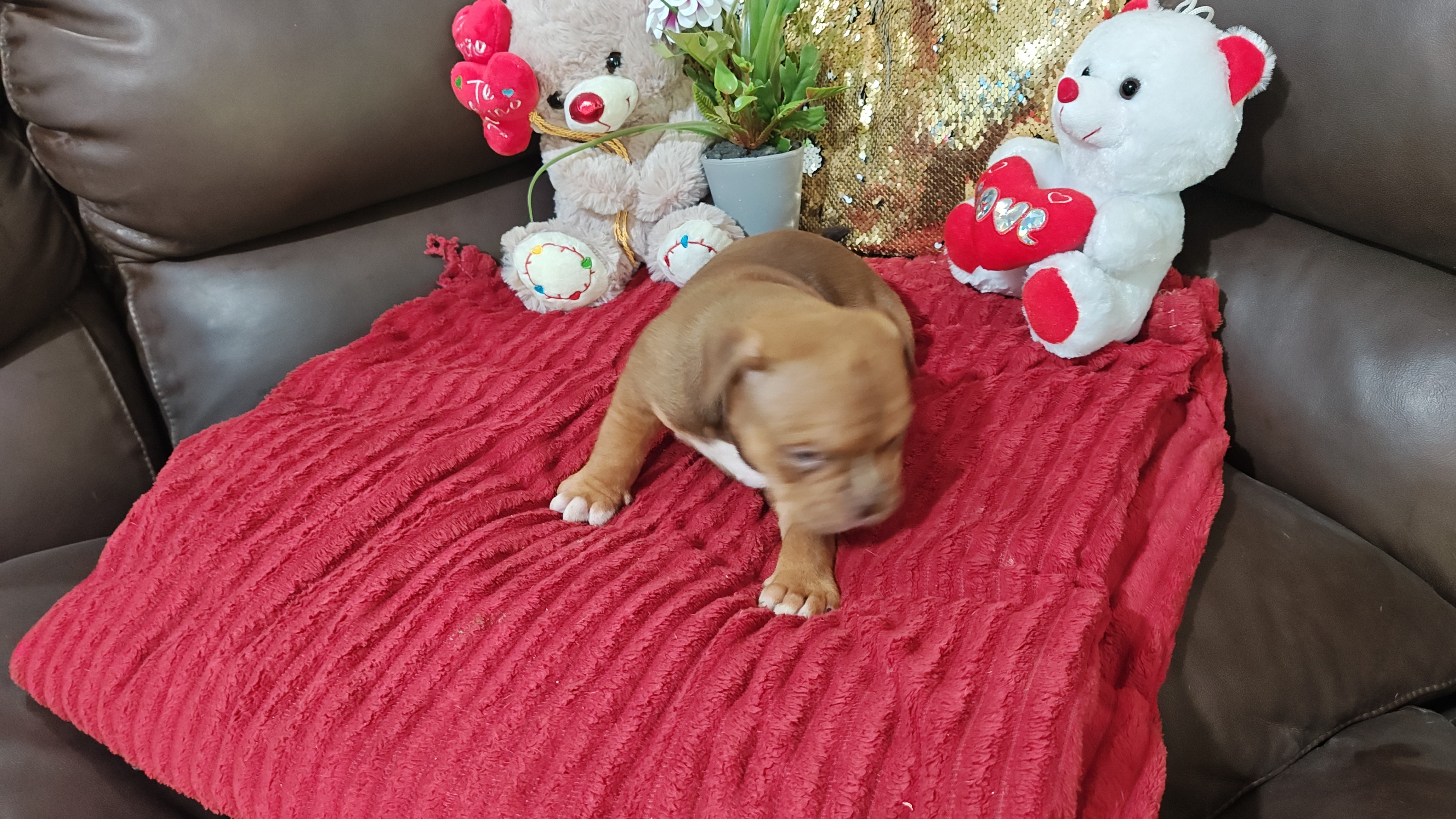 Portal Vendocão Filhotes american Bully  Magé