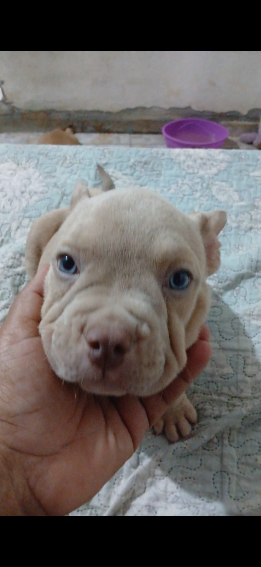 América bully - Foto 1