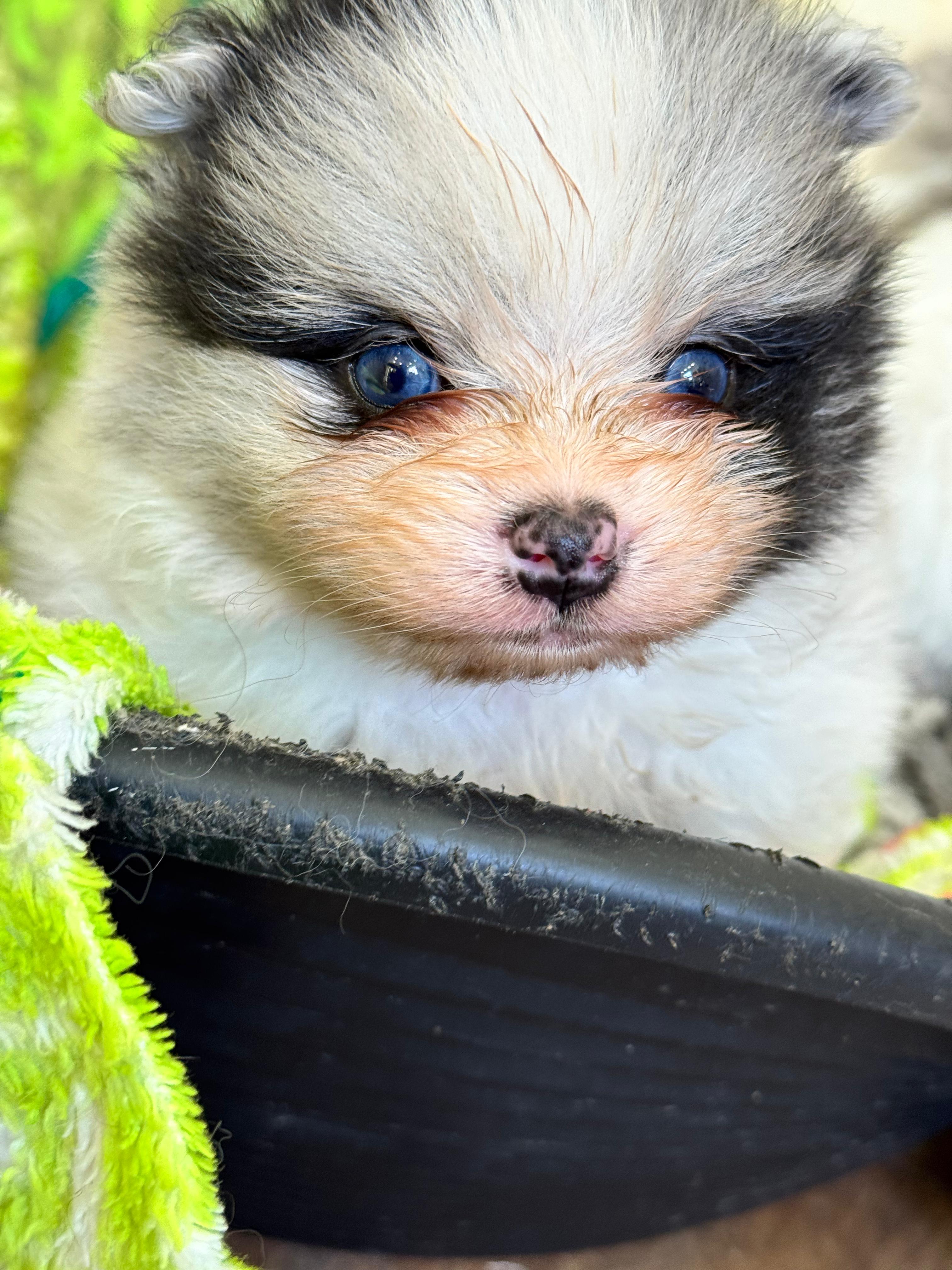 Lulu da Pomerânia 