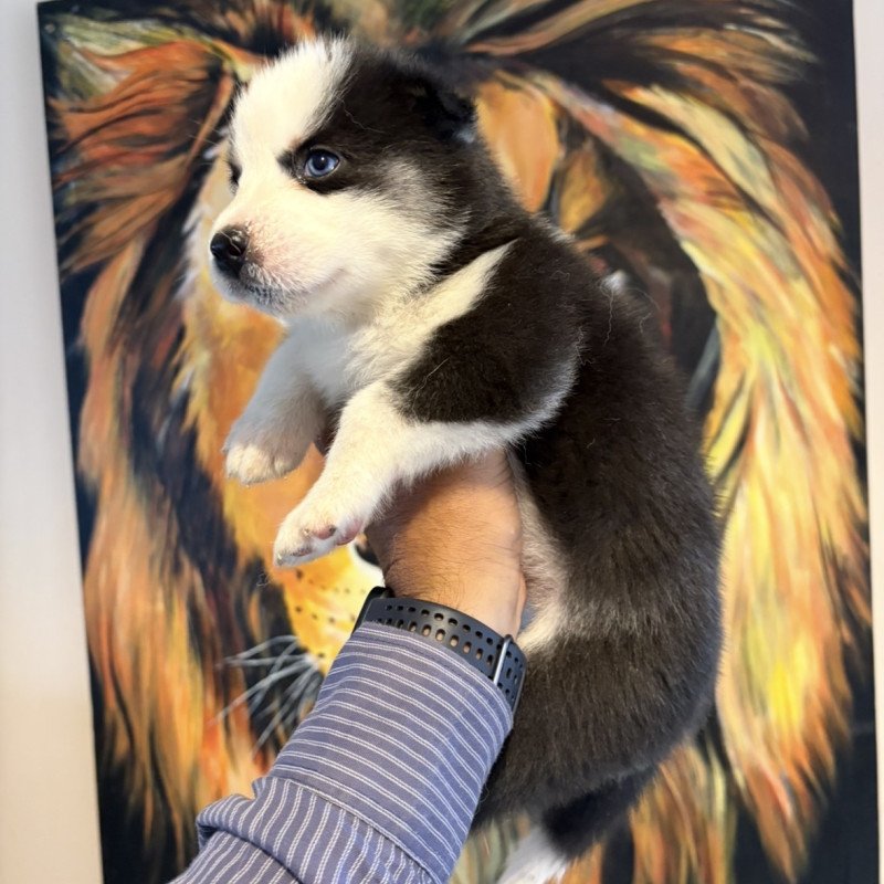 Filhotes de Husky Siberiano com 30 dias de nascidos - Foto 4