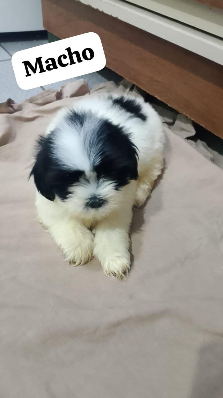 Vendo dois filhotes Shihtzu  - Foto 2