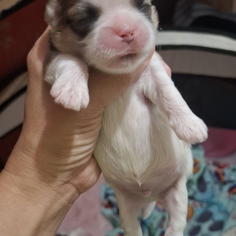 🐾💕 FILHOTES DE SHIH TZU À VENDA! 💕🐾  Nossa mamãe Angel acaba de ser mamãe de lindos filhotinhos de Shih Tzu! 🥰🐶  ✨ Filhotes lindos e saudáveis 💕 Criados com muito amor e carinho 🐾 Disponíveis para reserva 🏡 Procuramos famílias responsáveis e que ofereçam muito amor e cuidado!  📅 Nascidos em 13/08/20 - Foto 5