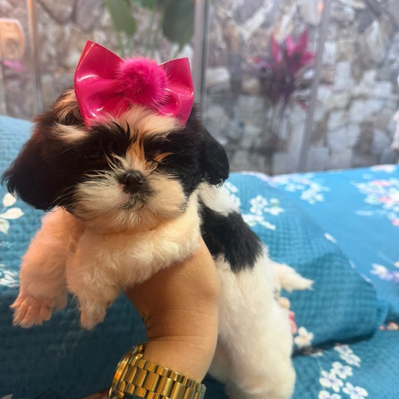 Lindas filhotes de shih tzu mini - Foto 1