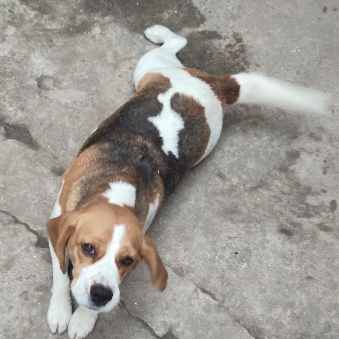 Beagle EXTREMAMENTE dócil - Beira o absurdo a carência