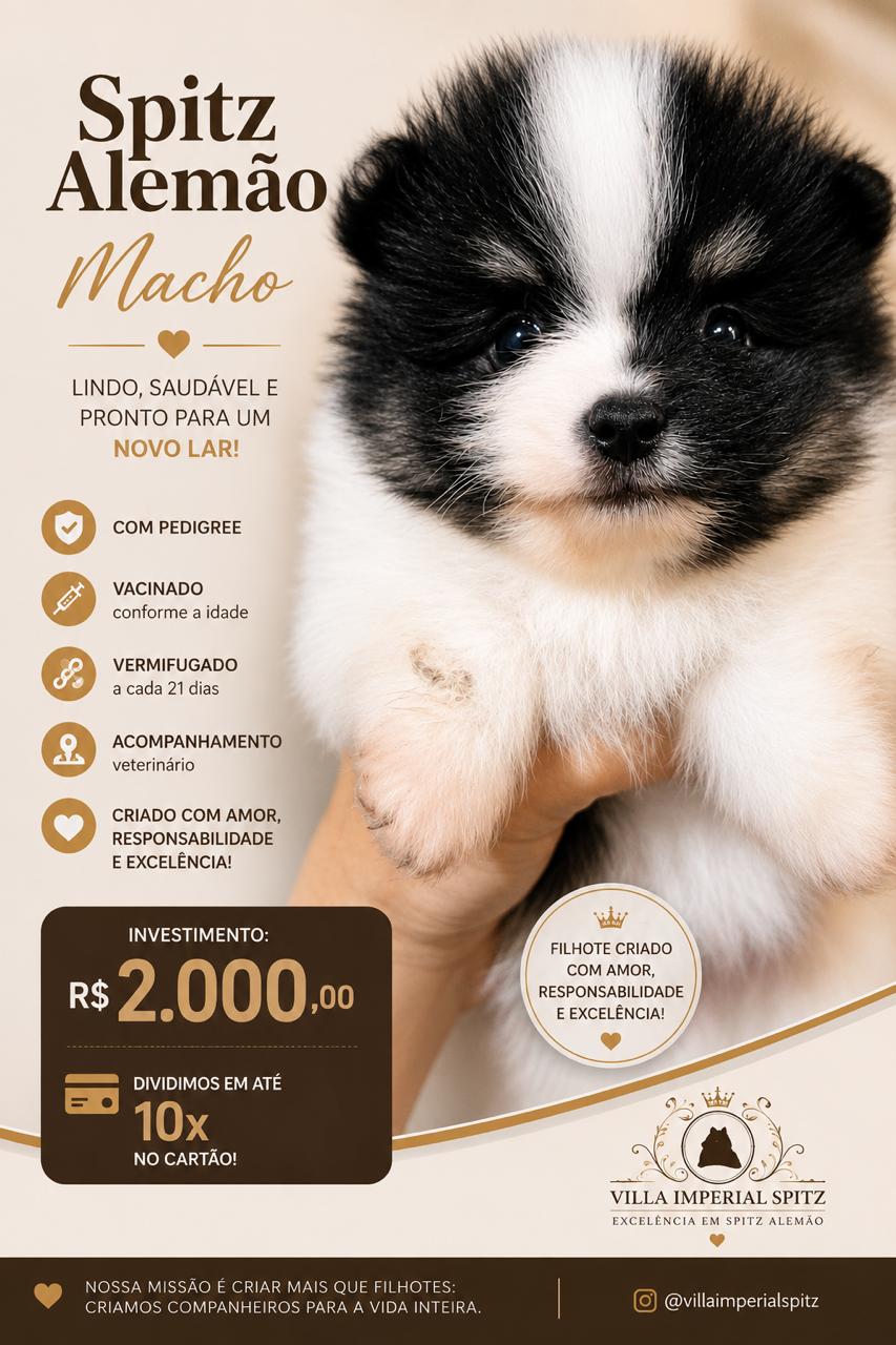 Filhotes de Spitz alemão 