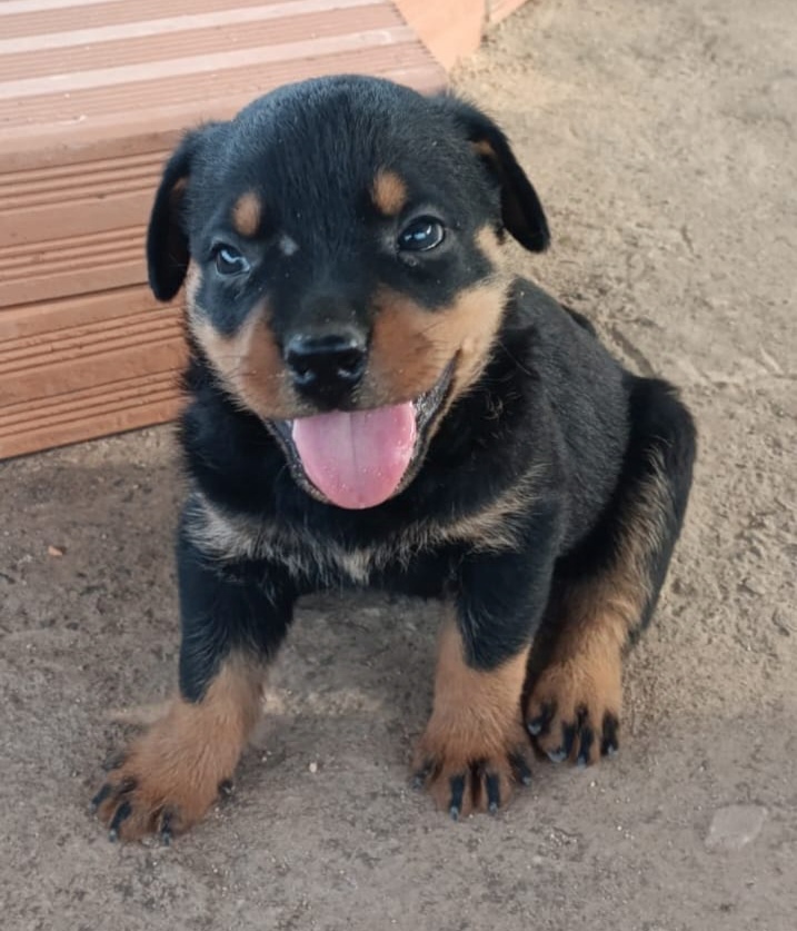 Portal Vendocão Rottweiler filhote  Betim