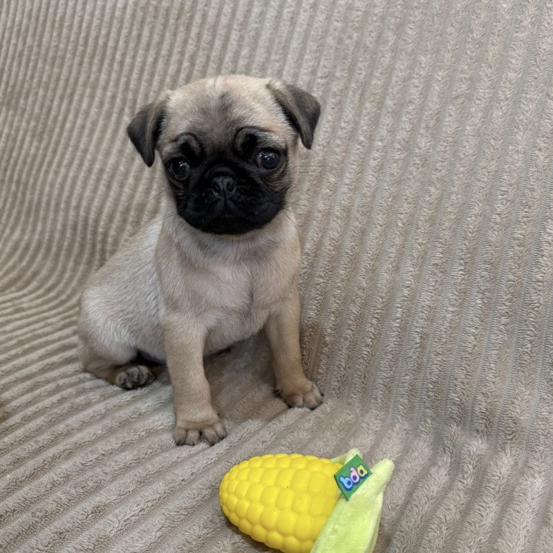 Filhote de pug para reservar a pug valor de 30%( uma pug fêmea com a primeira vacina já dada eu entrego após a 2 vacina pai e mãe são pug médios posso enviar fotos e vídeo dos pais ) - Foto 1