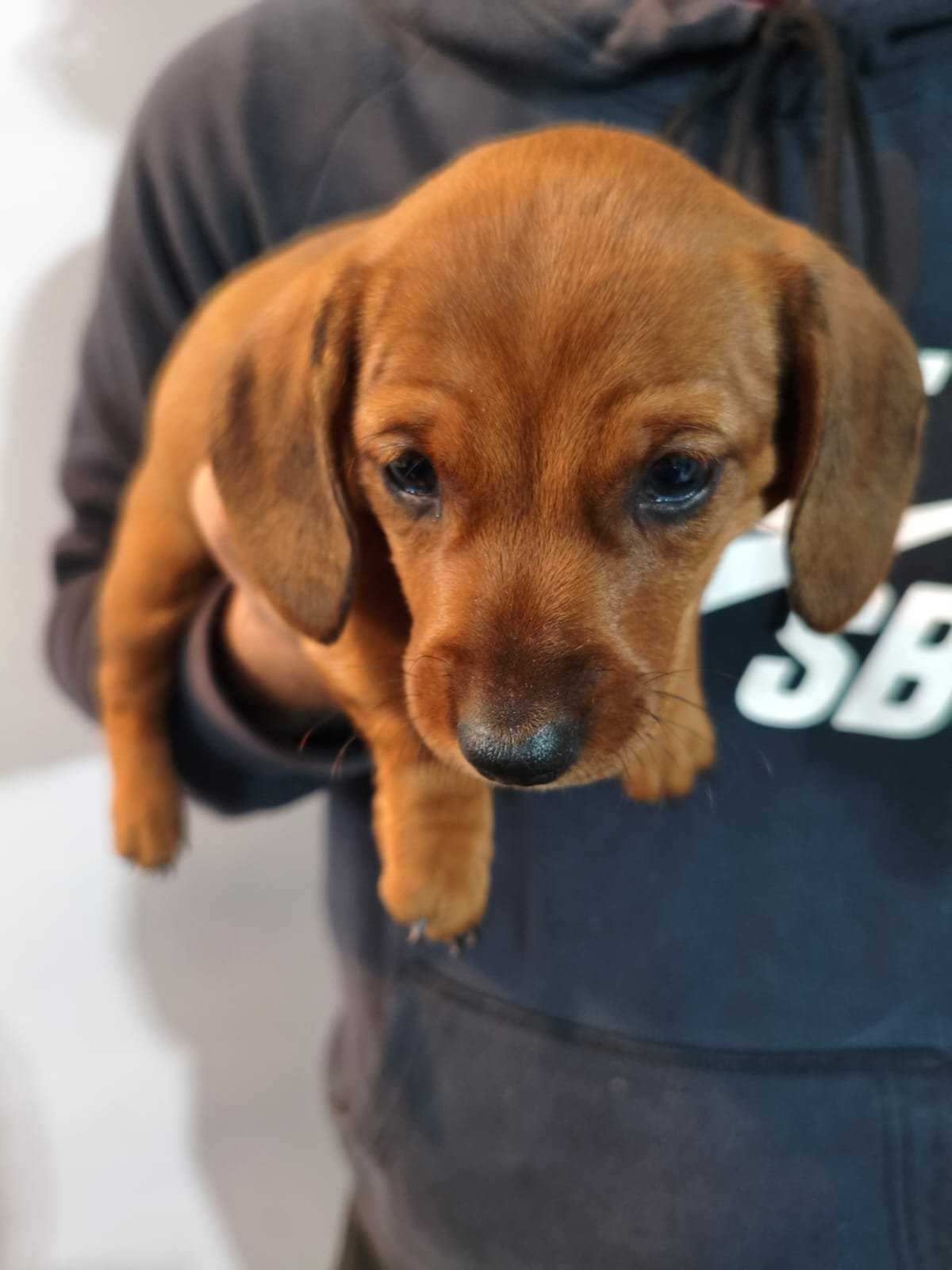 Filhotinho de dachshund salsichinha.  - Foto 4