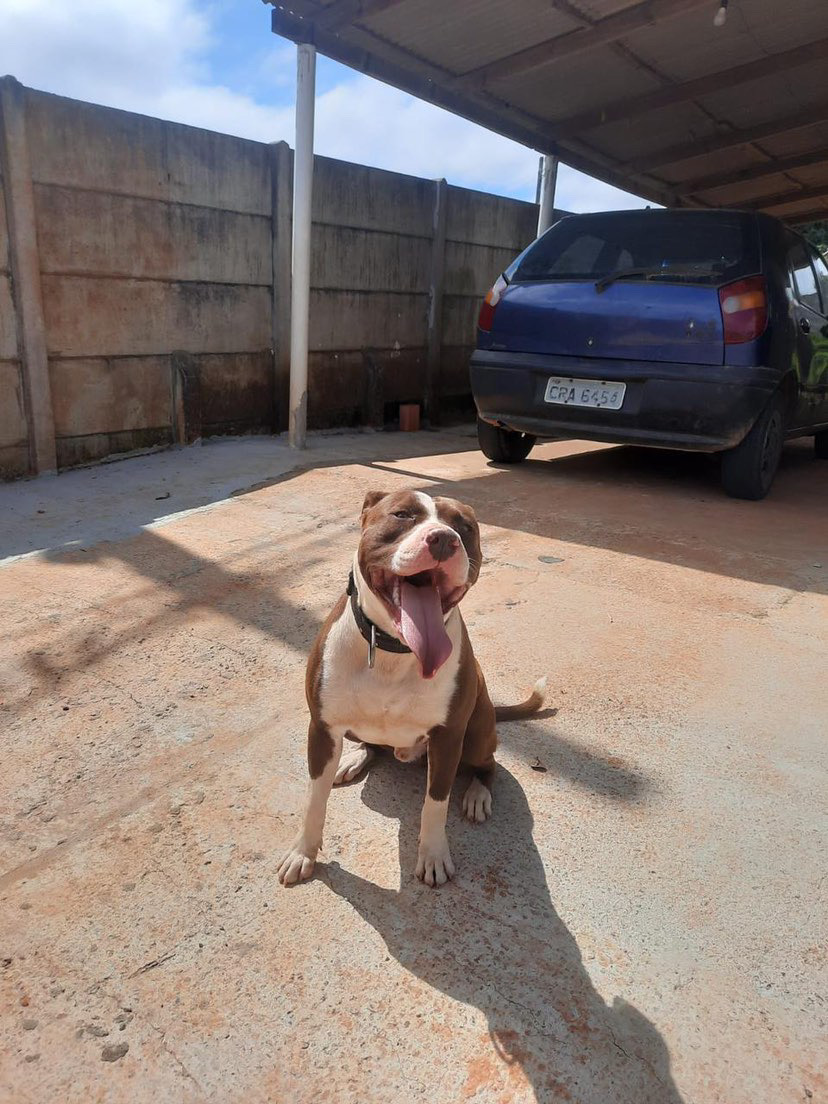 Portal Vendocão Filhote de pitbull  Ponta grossa