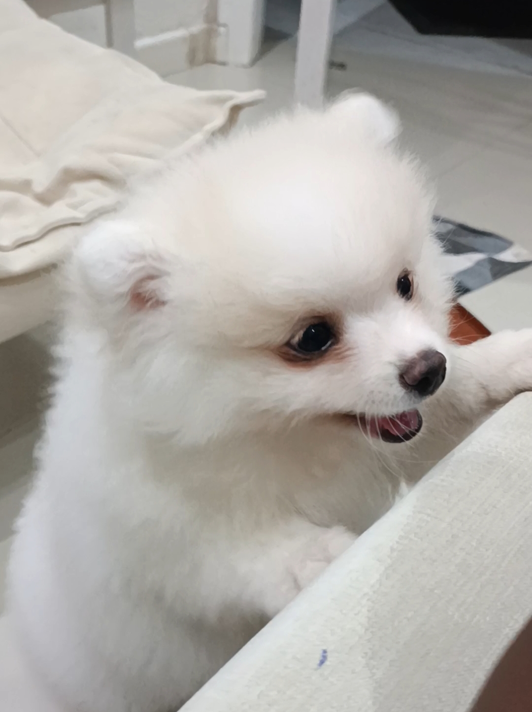 Filhote  macho de Lulu da Pomerânia Raça Pura 90 dias. 2 vacinas  - Foto 4