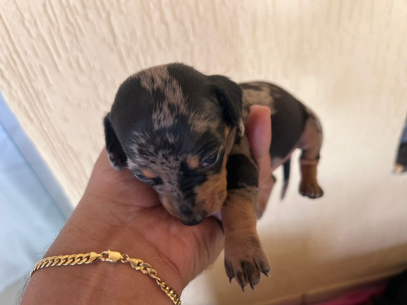 Filhotes de Salchicha daschund - Foto 4