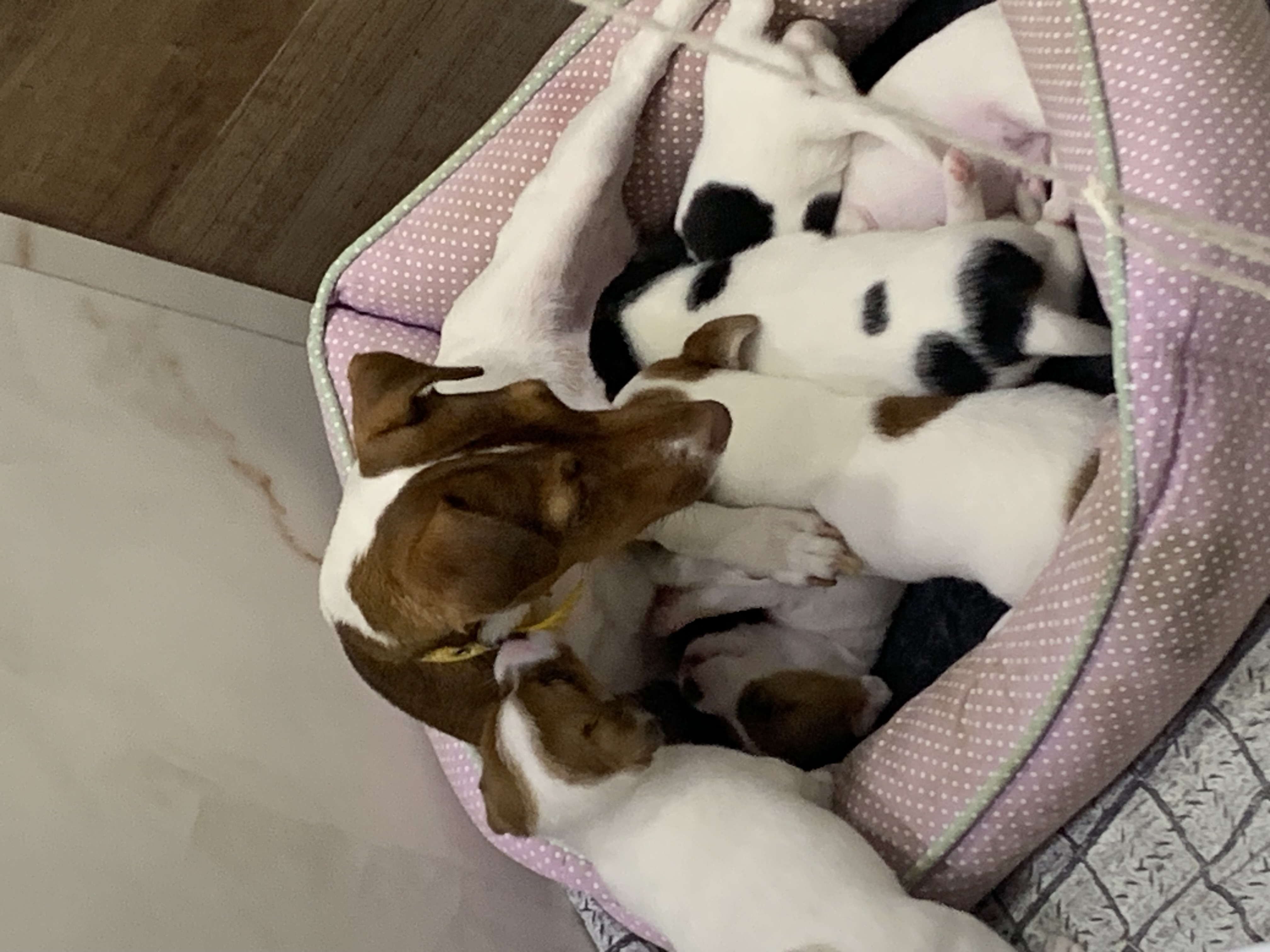 Portal Vendocão Jack russel terrier Brasilia