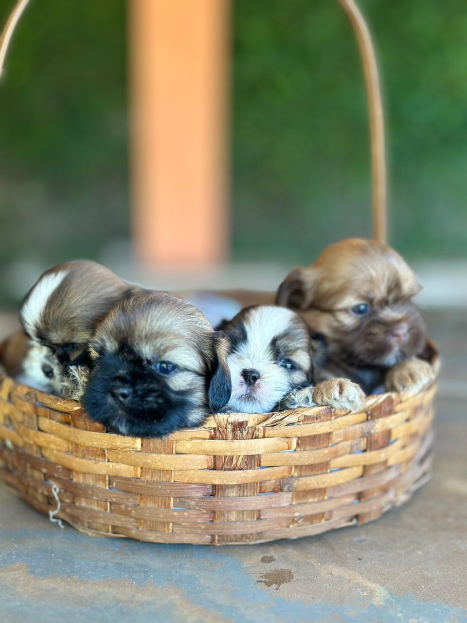 filhotes de Shih Tzu São Luís 