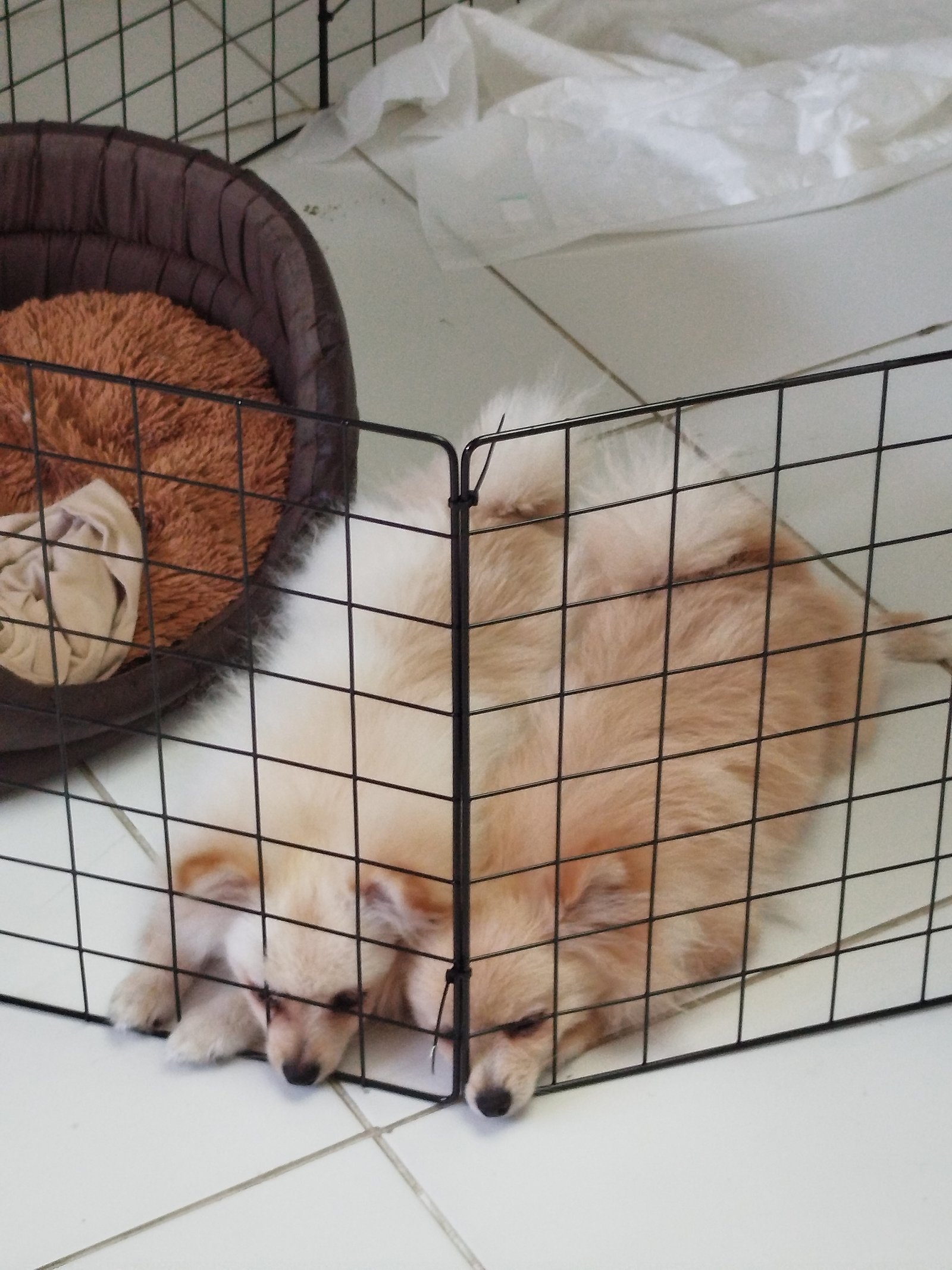 Duas Spitz alemão  - Foto 4
