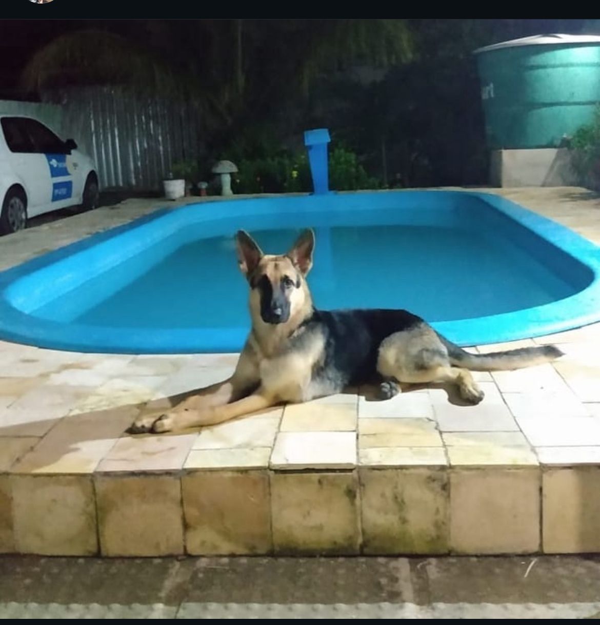 Portal Vendocão Filhote de pastor alemão macho  Olinda