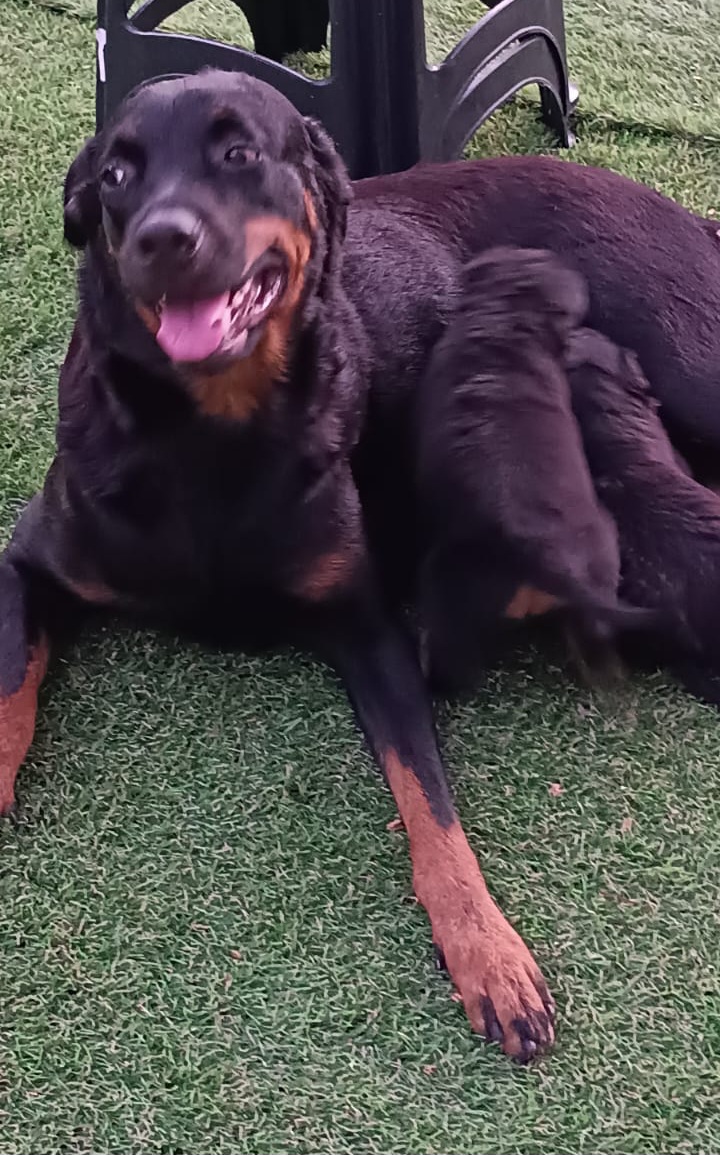 Portal Vendocão Rottweiler Puro com preço especial  São Luís 