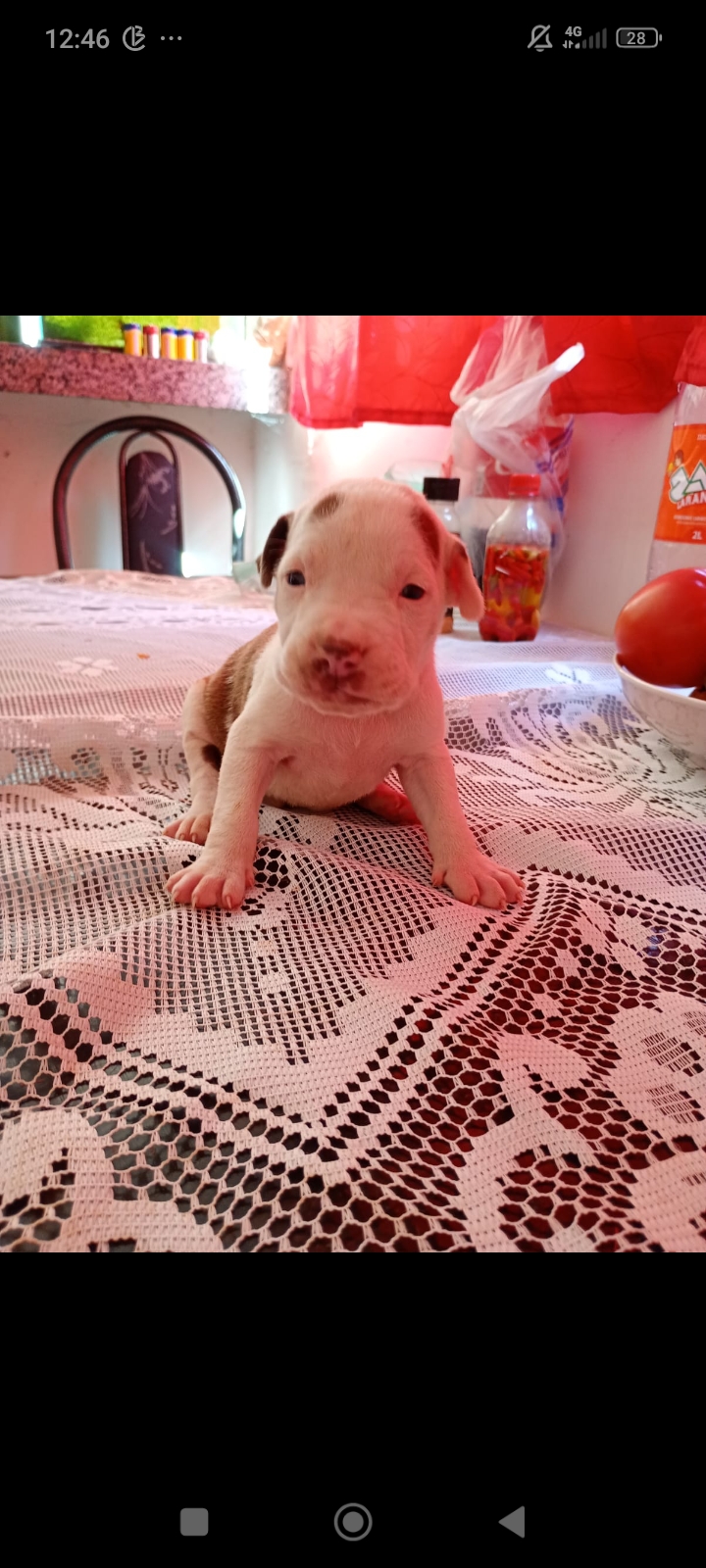 Portal Vendocão Vendo filhotes de Pitbull , 36 dias de vida já está comendo ração, já estão vermifugados Aparecida de Goiânia
