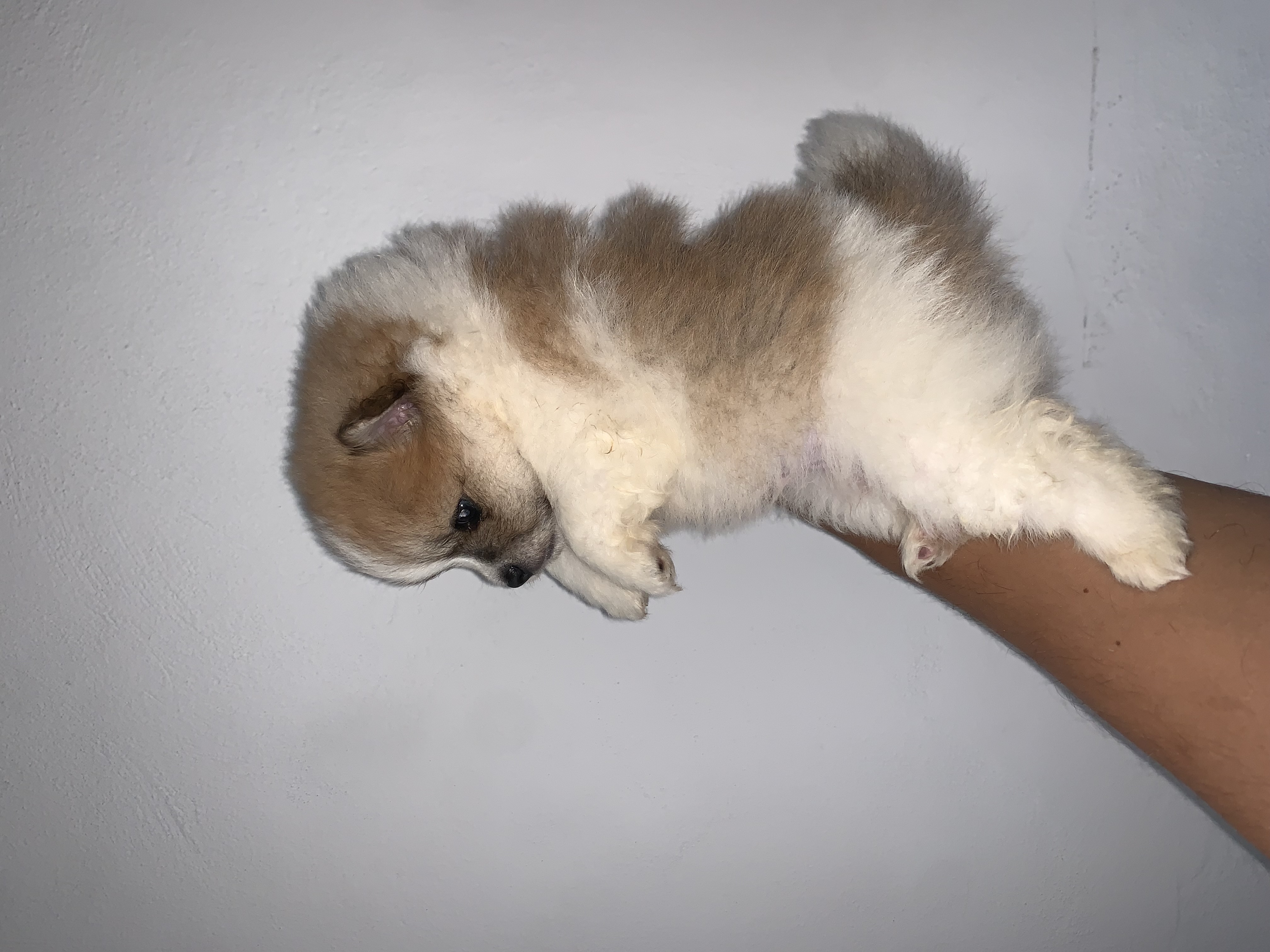 Filhotes de Lulu da Pomerania mini  - Foto 1