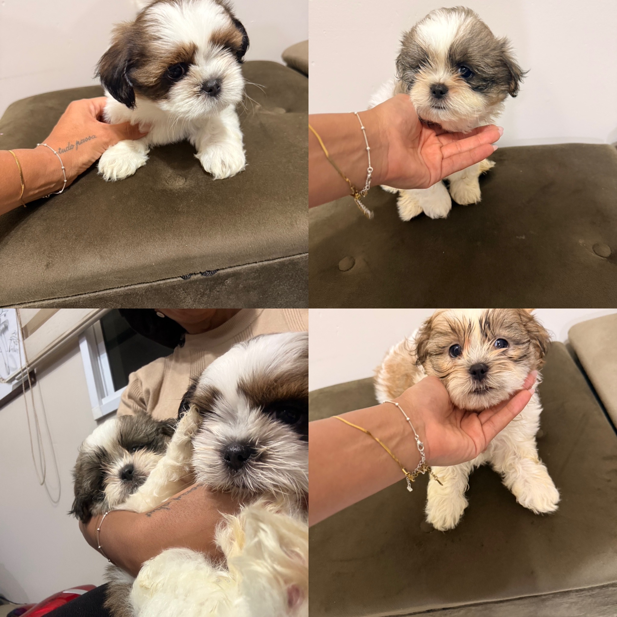 Filhotes de Shi Tzu  - Foto 1