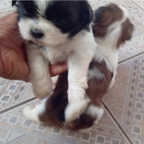 2 lindos filhotes raça Shih Tzu (urgente) - Foto 1