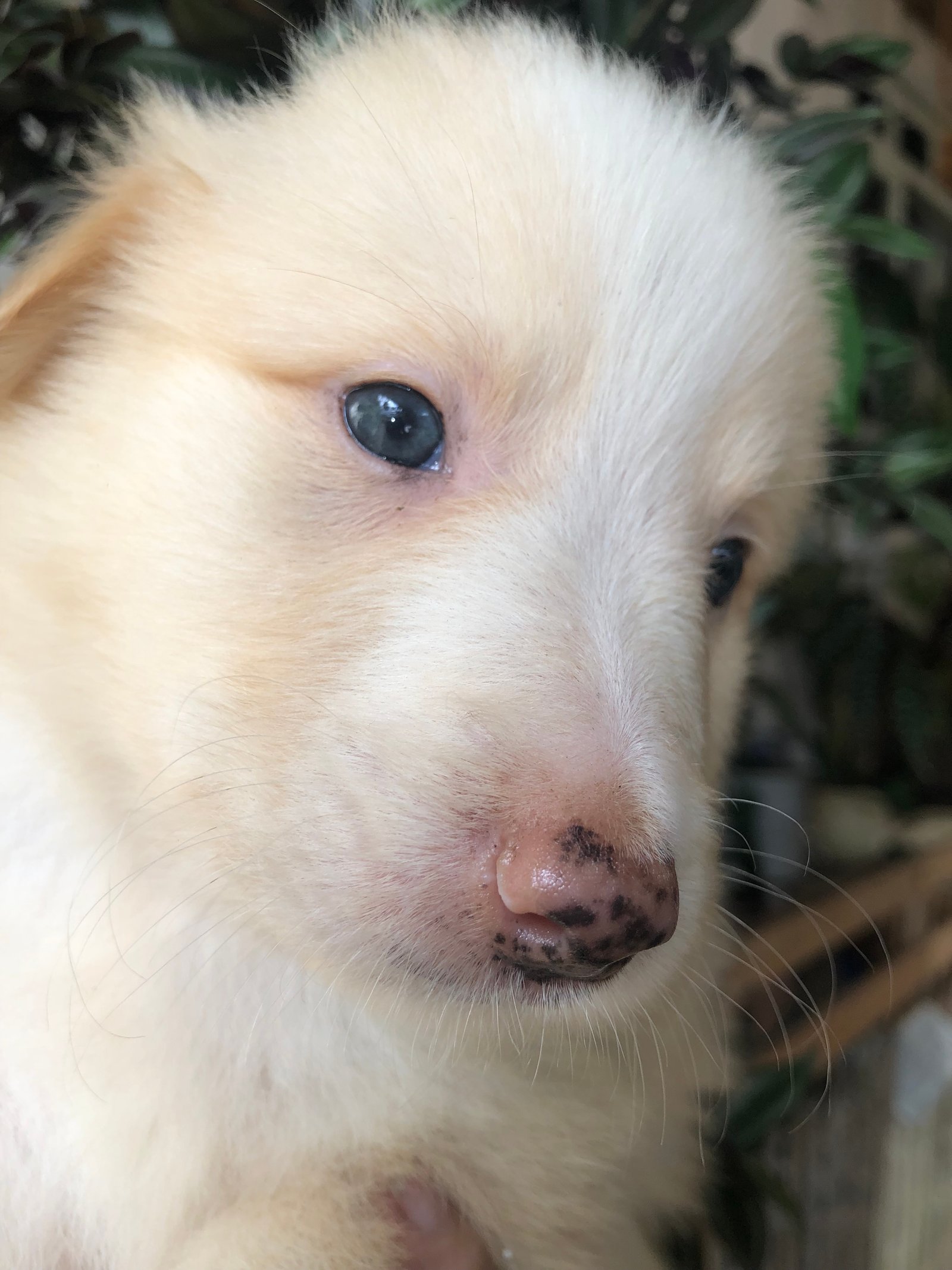 Filhotes border collie  - Foto 3