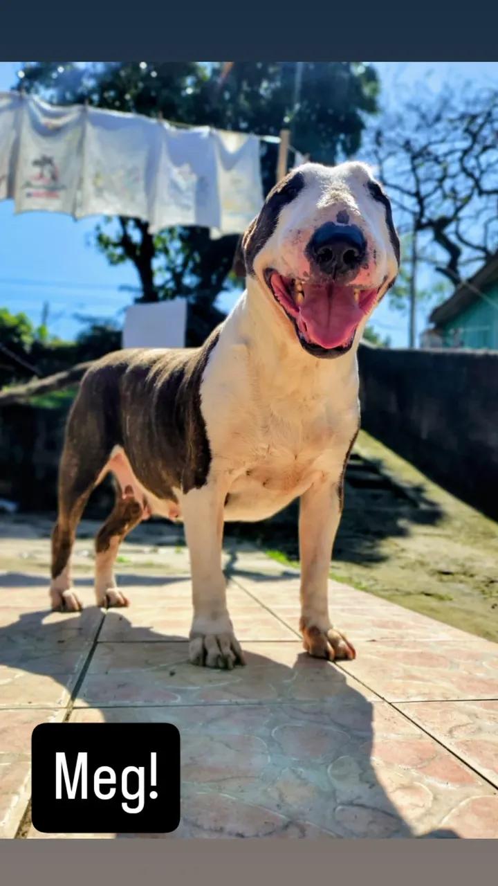 Portal Vendocão Filhotes bulterrie tops! Porto Alegre 