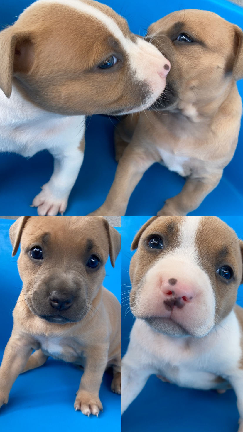 Portal Vendocão Filhotes pitbull red nose  Salvador 