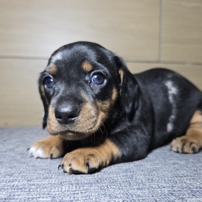 Lindos Filhotes Basset Dachshund Alerquim - Foto 1