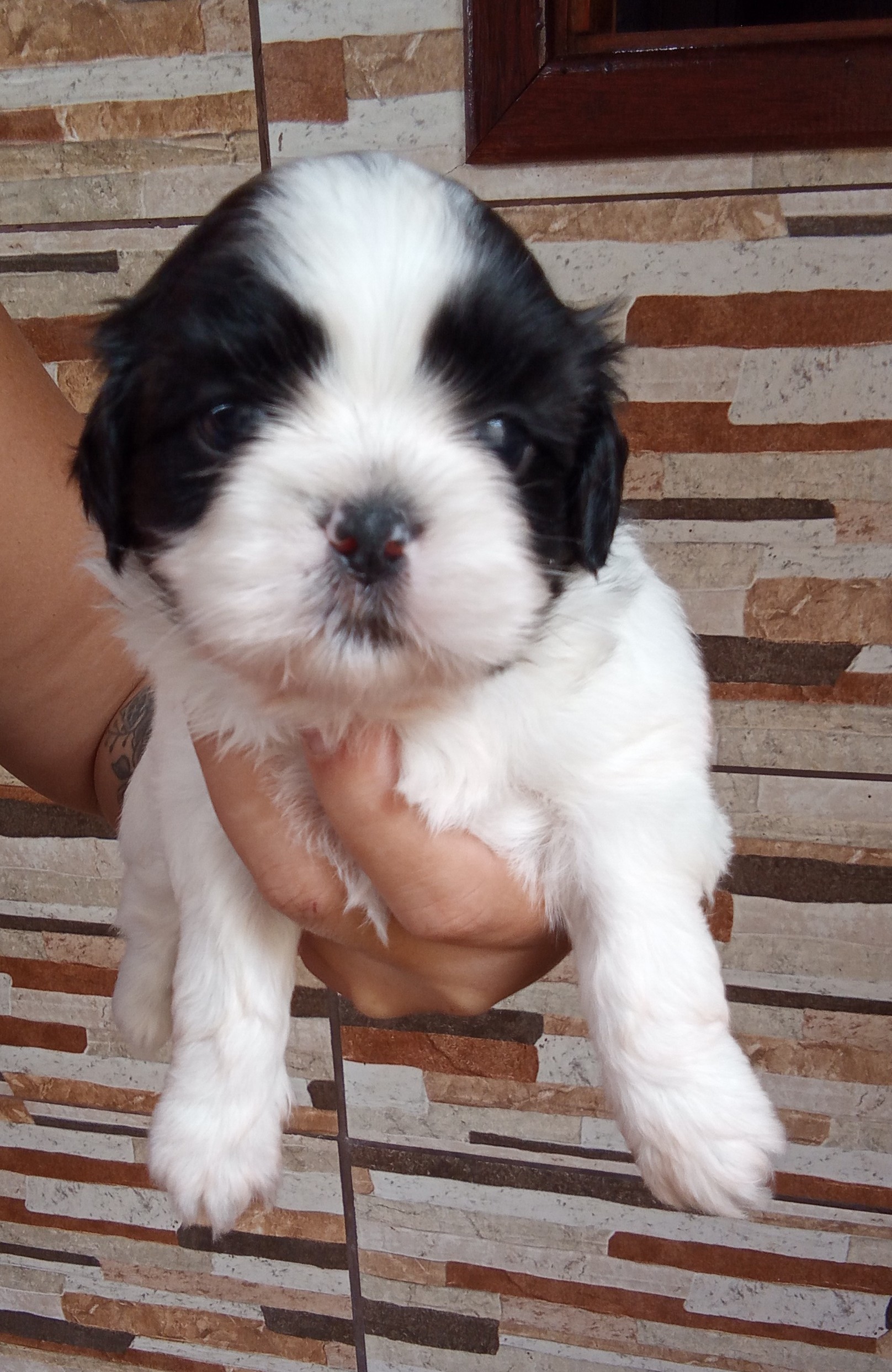 Portal Vendocão Vendo filhotes de Shihtzu  Belford Roxo
