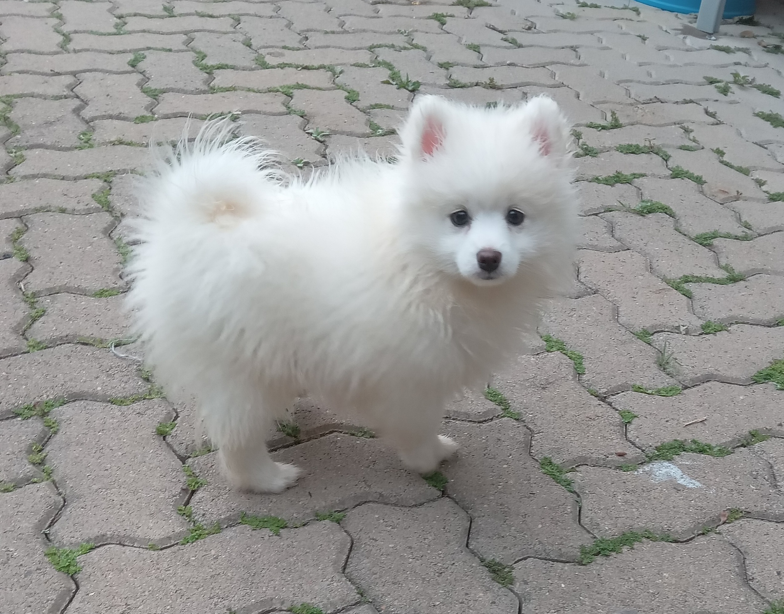 Portal Vendocão Filhotes de Lulu da Pomerania  Portão